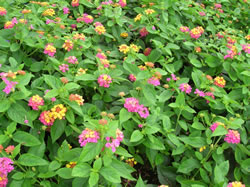 Lantana with beautiful yellow and pink flowers against a mild green leafy background. 